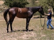 Look Friesian horses for dressage, driving and breeding and for sale